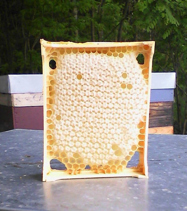 10408600_895698197158501_2231911835995803439_n