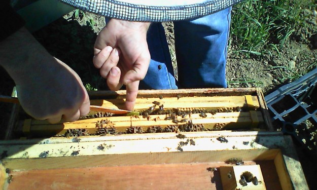 Libération des reines