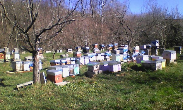 12728955_1017971678264485_8204359104513060216_n