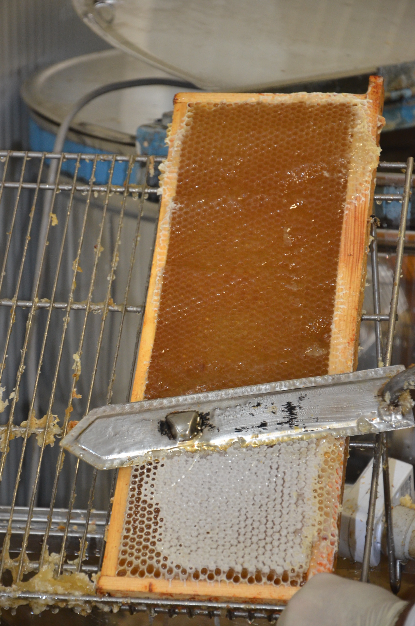 extraction Aout 2016 (9)