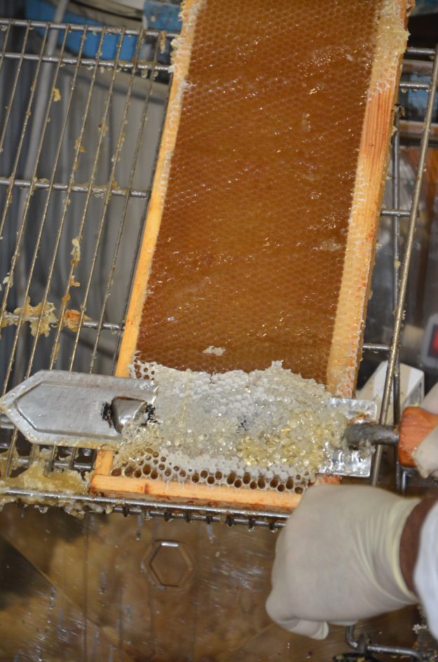 extraction Aout 2016 (10)